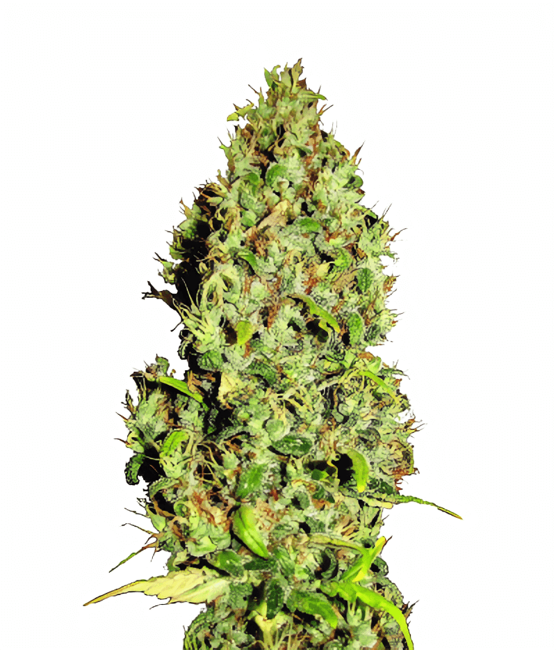 Afgani Mazar genetics, Фасовка: 3+1